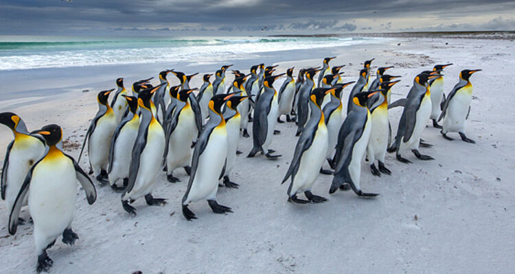 PINGVINER OG PIONERER