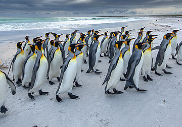 PINGVINER OG PIONERER